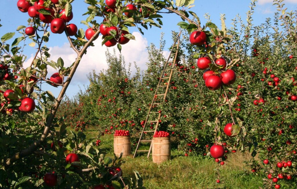 apple orchard