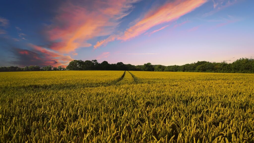 field of crops at sunset