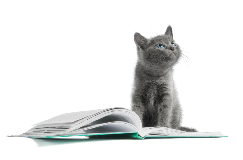 gray kitten sitting on an open notebook journal